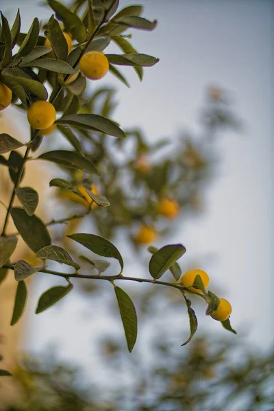 Citrony na citroníku — Stock fotografie