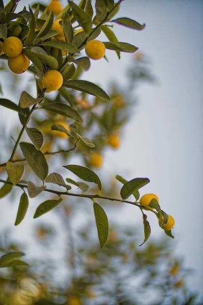 Limon limon ağacına asılı — Stok fotoğraf