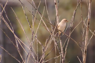 Sarı ve Yeşil Mısırlı Bunting