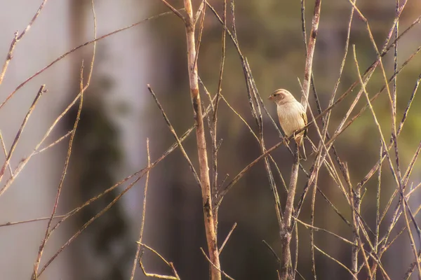 Sarı ve Yeşil Mısırlı Bunting