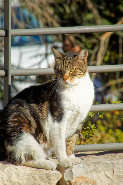 Happy cat gros plan portrait avec sourire drôle sur carton — Photo