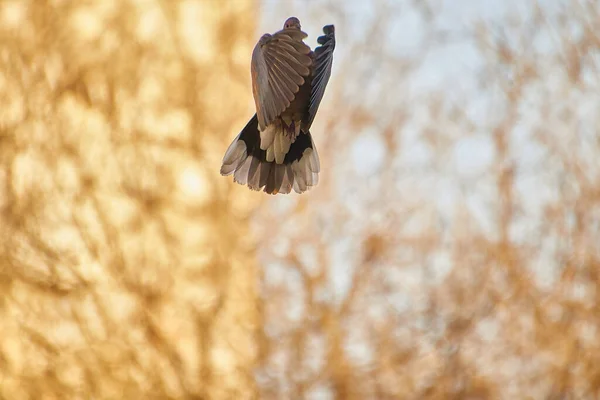 Δωρεάν πετώντας λευκό Περιστέρι που απομονώνονται σε ένα μαύρο — Φωτογραφία Αρχείου