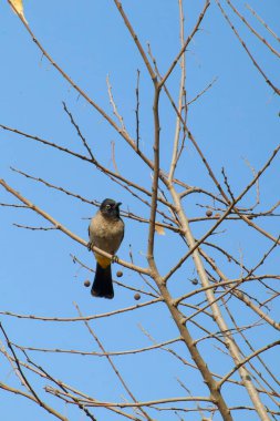 Seyşeller bülbül kuşu.