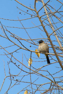 Seyşeller bülbül kuşu.