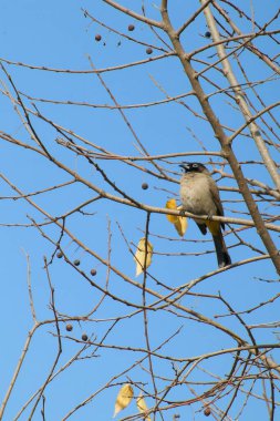 Seyşeller bülbül kuşu.