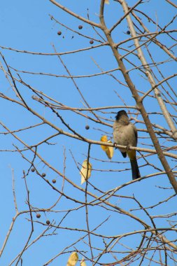 Seyşeller bülbül kuşu.