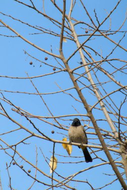 Seyşeller bülbül kuşu.