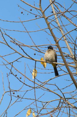 Seyşeller bülbül kuşu.