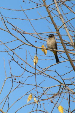 Seyşeller bülbül kuşu.