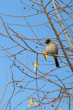 Seyşeller bülbül kuşu.