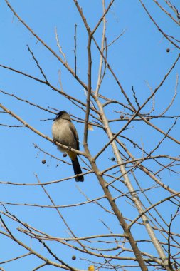 Seyşeller bülbül kuşu.