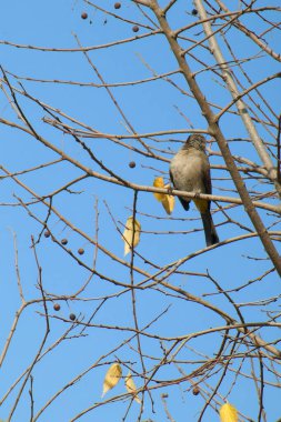 Seyşeller bülbül kuşu.