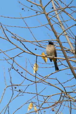 Seyşeller bülbül kuşu.