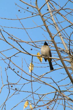 Seyşeller bülbül kuşu.