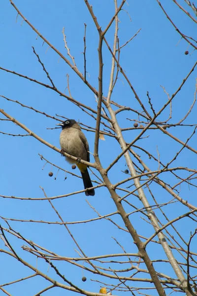 Seychellerna Bulbul fågel. — Stockfoto