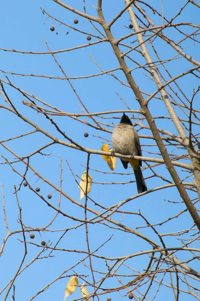 Seyşeller bülbül kuşu.