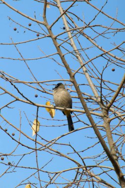 Seyşeller bülbül kuşu.
