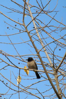 Seyşeller bülbül kuşu.