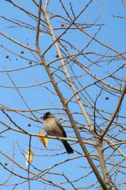 Seyşeller bülbül kuşu.