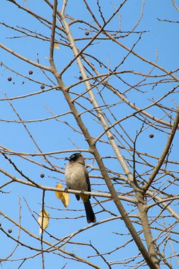 Seyşeller bülbül kuşu.