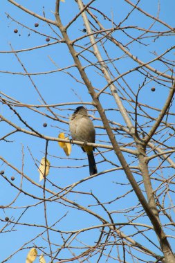 Seyşeller bülbül kuşu.