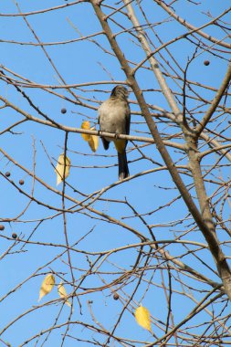 Seyşeller bülbül kuşu.