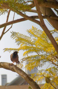 Güzel kahverengi mayna kameraya doğru bakıyor.