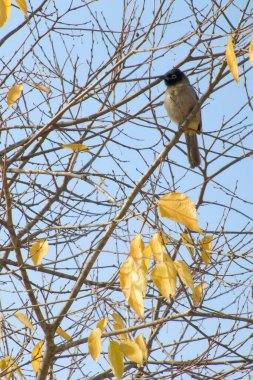 Seyşeller bülbül kuşu.