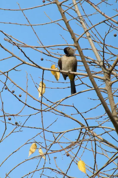 Oiseau Bulbul des Seychelles . — Photo