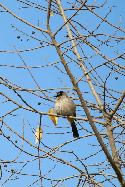 Σεϋχέλλες Bulbul πουλί. — Φωτογραφία Αρχείου