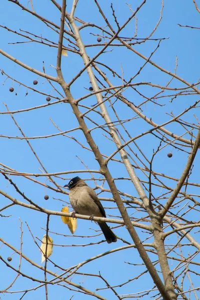 Seyşeller bülbül kuşu.