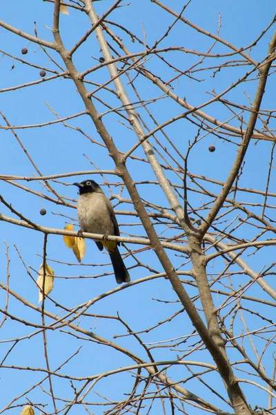 Σεϋχέλλες Bulbul πουλί. — Φωτογραφία Αρχείου