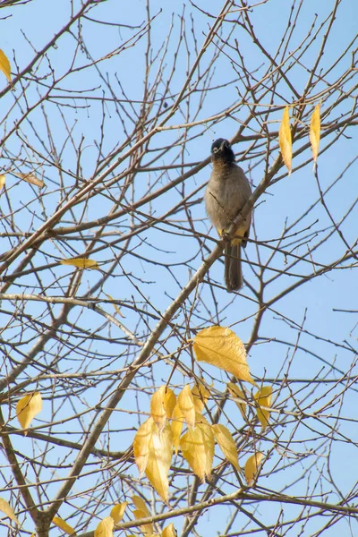 Seychellen bulbul vogel. — Stockfoto