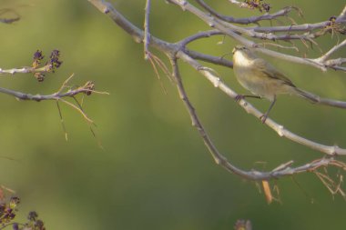 Yaygın Chiffchaff, Phylloscopus Collybita, güzel menekşe Lupinus çiçeğinde şarkı söylüyor. Doğadaki kuş.