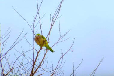 Papağan kuşları STanding.