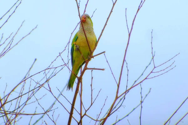 Parrot birds STanding. — Fotografia de Stock