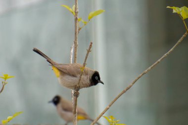 Kırmızı bıyıklı Bulbul - Pycnonotus jocosus