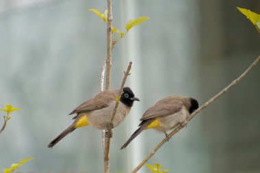Kırmızı bıyıklı Bulbul - Pycnonotus jocosus