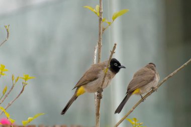 Kırmızı bıyıklı Bulbul - Pycnonotus jocosus