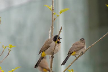 Kırmızı bıyıklı Bulbul - Pycnonotus jocosus