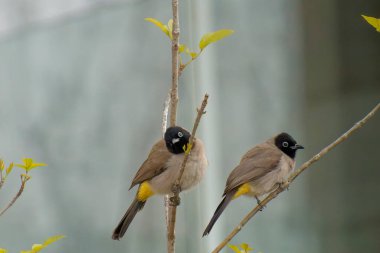 Kırmızı bıyıklı Bulbul - Pycnonotus jocosus