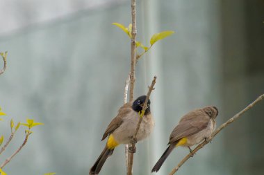 Kırmızı bıyıklı Bulbul - Pycnonotus jocosus