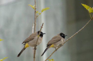 Kırmızı bıyıklı Bulbul - Pycnonotus jocosus
