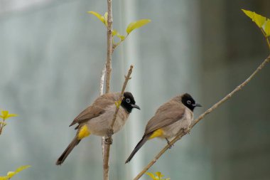 Kırmızı bıyıklı Bulbul - Pycnonotus jocosus