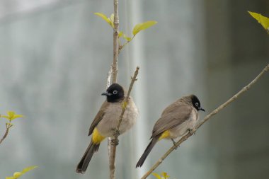 Kırmızı bıyıklı Bulbul - Pycnonotus jocosus