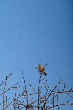 Ağaç dalında dinlenen ev serçesi