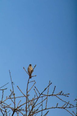 Ağaç dalında dinlenen ev serçesi