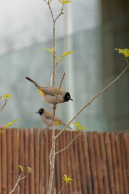 Kırmızı bıyıklı Bulbul - Pycnonotus jocosus