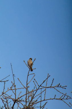 Ağaç dalında dinlenen ev serçesi