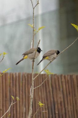 Kırmızı bıyıklı Bulbul - Pycnonotus jocosus